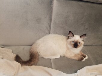 Kocurek Ragdoll LATTE FPL - 14