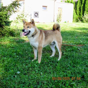 Shiba Inu, czerwony piesek mocno czernią przyprószony - 14