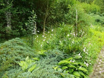 Dom wśród zieleni przy lesie - 14