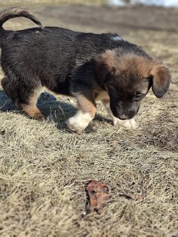 Oddam szczeniaczki za darmo - 14