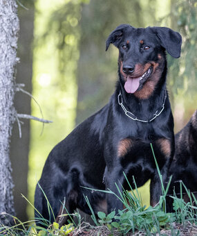 Beauceron - Owczarek francuski z rodowodem - 14