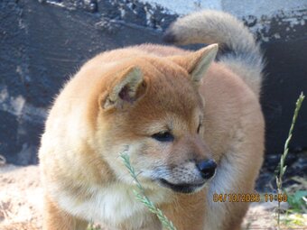 Dwoje szczeniąt Shiba Inu ur.07.08.2026r. - 14