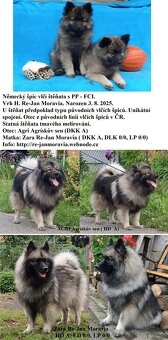 Wilczy szpic / Keeshond polecam rodowodowe szczenieta - 14