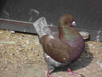 sprzedam gołębie - 14