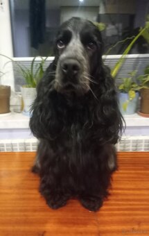 Cocker spaniel angielski - 14