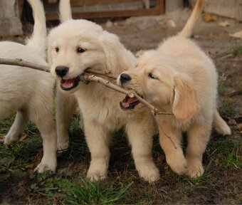 Golden Retriever - 14
