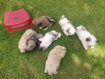 Pekińczyk Pekińczyki Nie Shih Tzu - 14