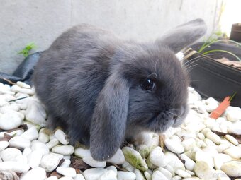 Niebieskie baranki mini lop - 14