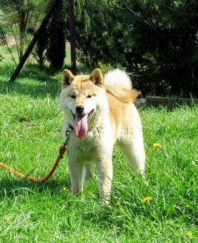 Shiba Inu, dziesięciomiesięczny, czerwony piesek - 14