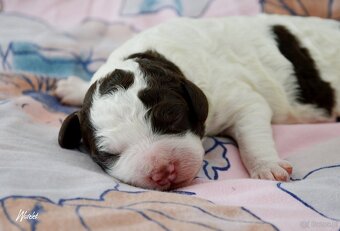 Hiszpański pies dowodny - z rodowodem FCI - 14