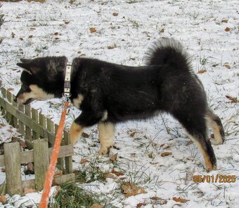 Shiba Inu, roczna suczka, czarna-podpalana - 14