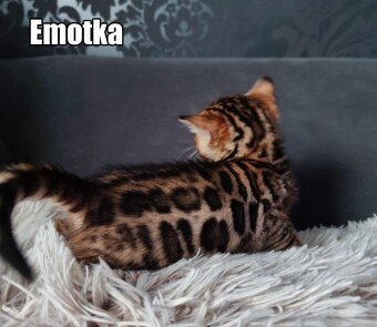 Kotka bengalskie z rodowodem - 14