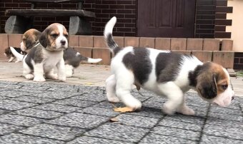 Beagle / Bigle - szczenięta rodowodowe ZKwP / FCI po Champio - 14