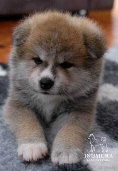 Akita Inu akita japońska szczenięta - 14