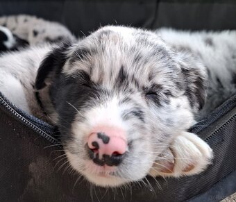 Border Collie czarno biała i Blue Merle - 14