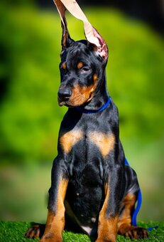 KUPIOWANE SZCZENIĘTA DOBERMANA Z RODOWODEM FCI - 14