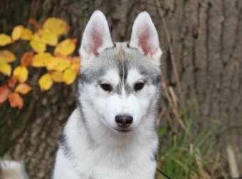 Siberian Husky ZKwP - 14