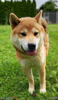 Shiba Inu - najstarszy w miocie czerwony piesek - 14