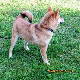 Shiba Inu, czerwony piesek mocno czernią przyprószony - 14