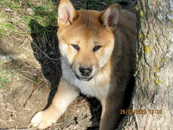 Shiba Inu czerwona, mała suczka o wielkim serduszku - 14