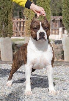 Szczenięta amstaff - 14