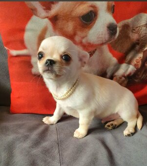 Chihuahua śliczne białe pieski - 14