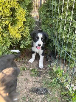 Piesek Border Collie - 14