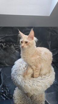 Maine coon - 14
