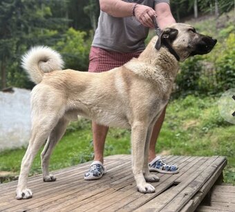 Szczenięta kangal - 14