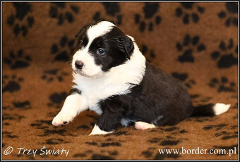psy szczeniaki Border Collie ZKwP FCI - 14