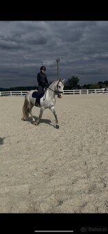 Kladruby białe - 14
