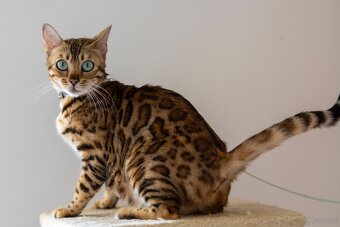 OUR BENGAL KITTENS WITH PEDIGREE CERTIFICATES - 14