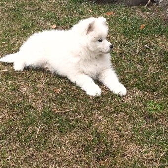 SAMOJED szczenięta - 14