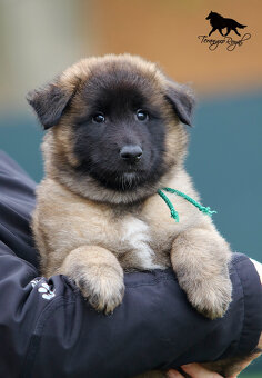 Owczarek belgijski Tervueren - szczenięta z rodowodem - 14