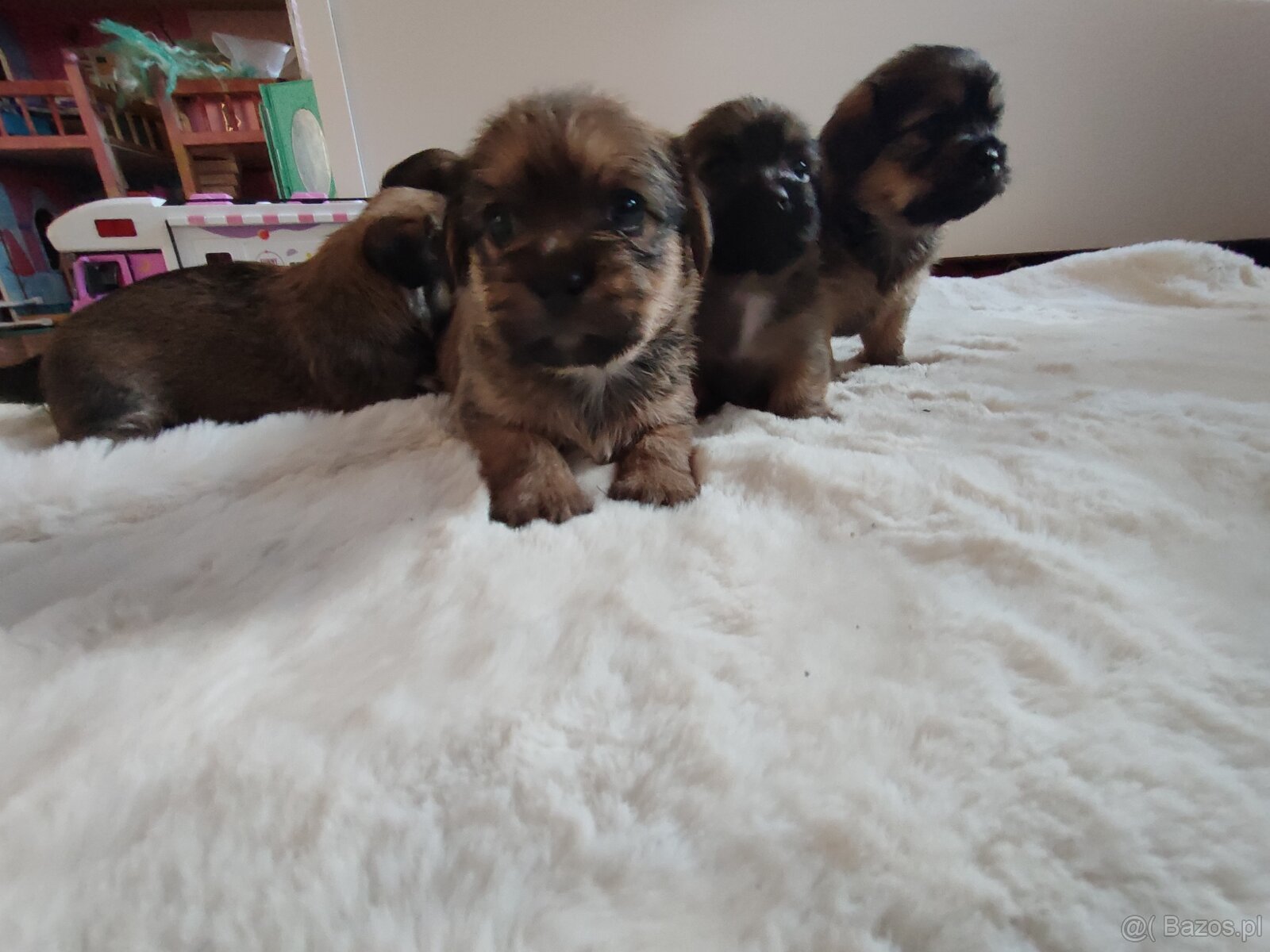 Śliczne suczki i pieski - 15