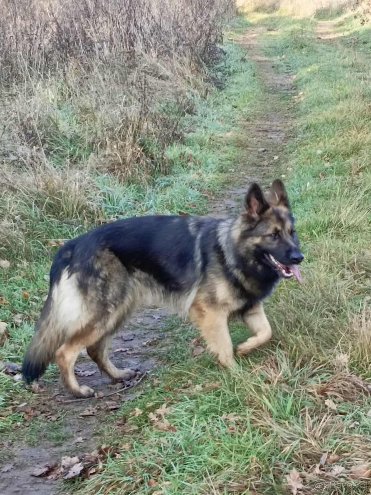 Suczka owczarek niemiecki długowłosy - 15