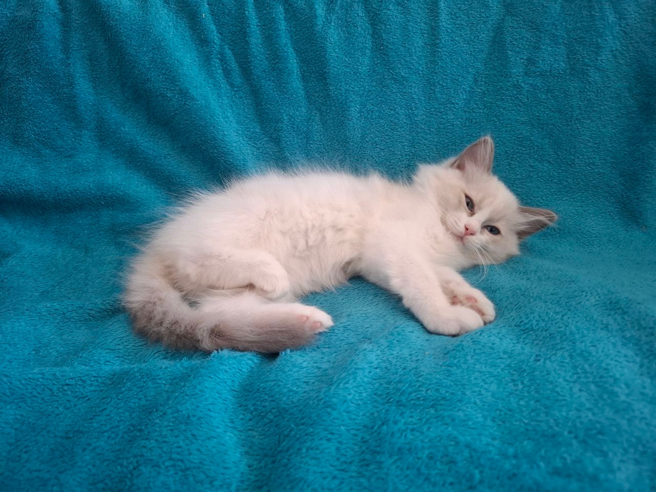 Rodowodowe kocięta Ragdoll - gotowe do zamieszkania - 15