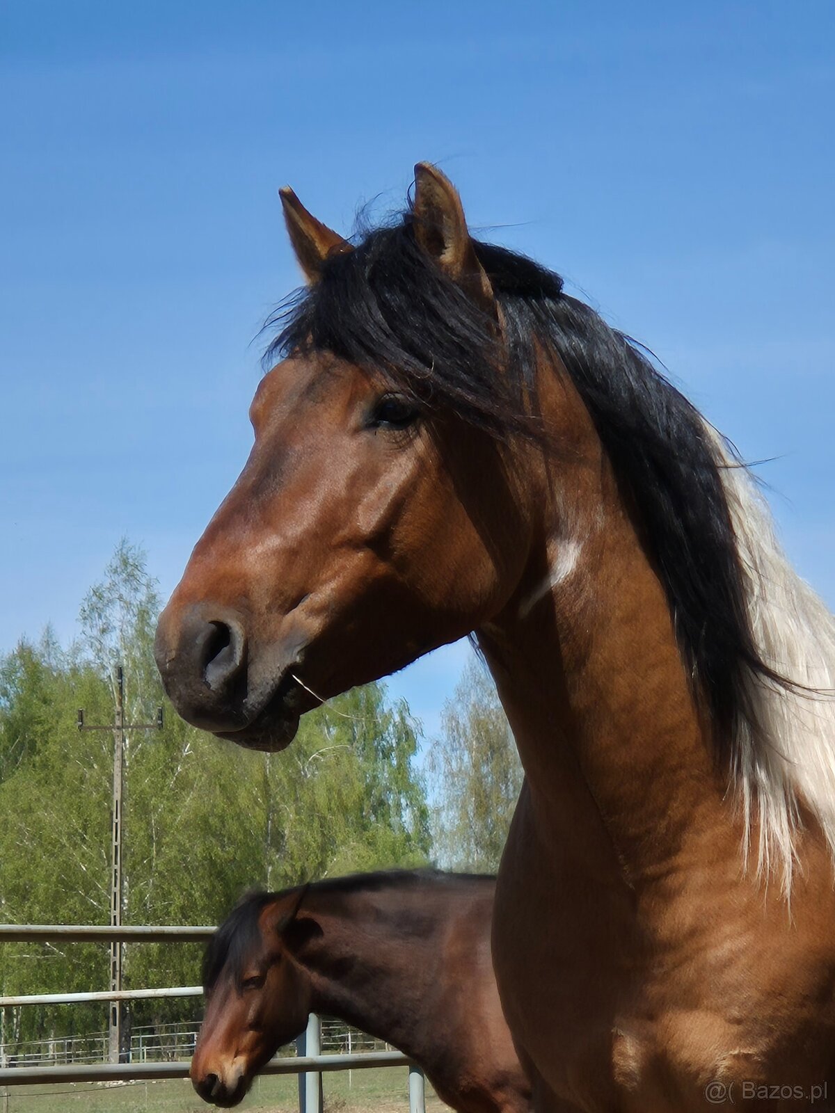 Ogier L-Karat srokaty tobiano homozygota - 15