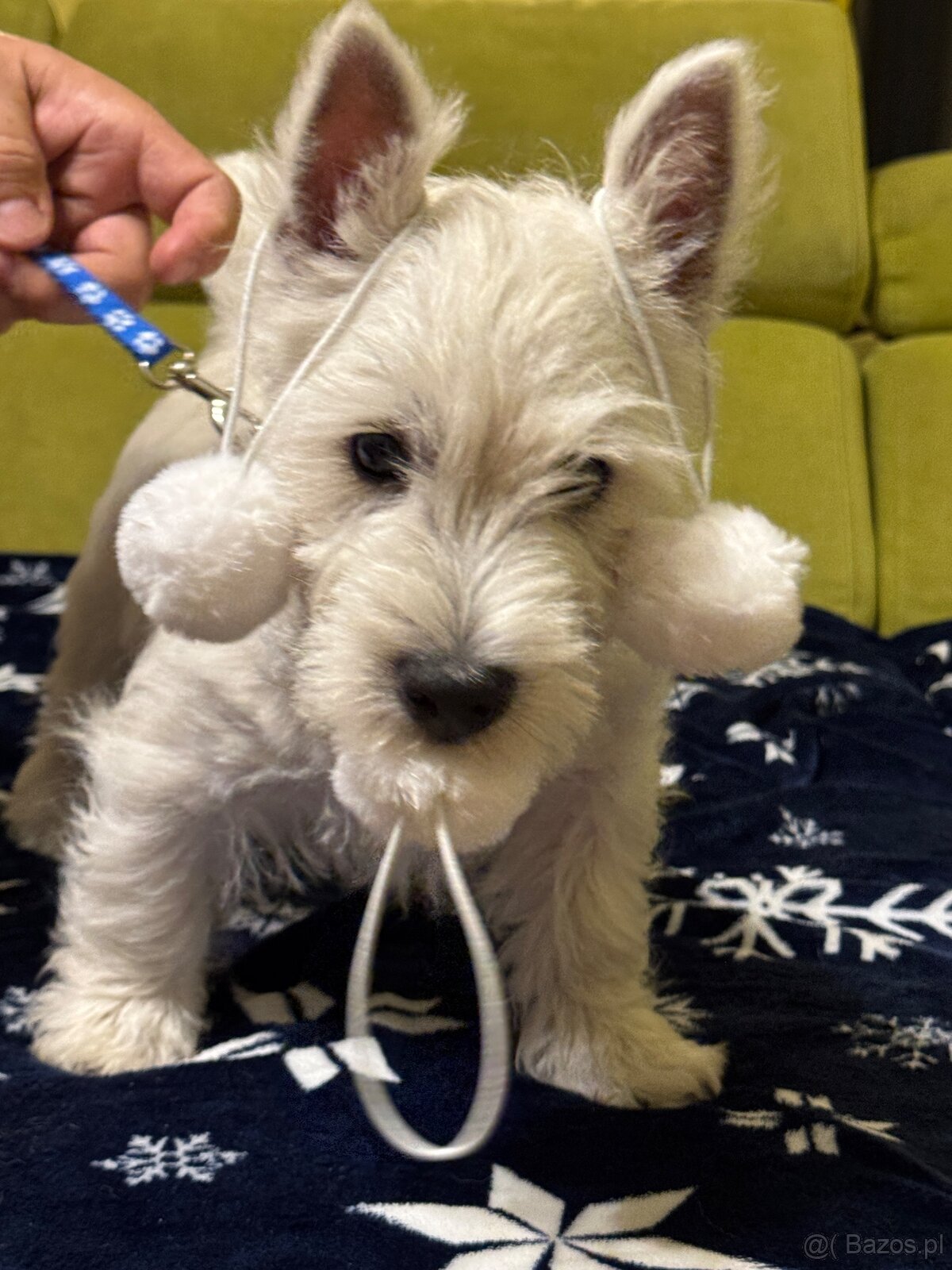 West Highland White terrier - 15