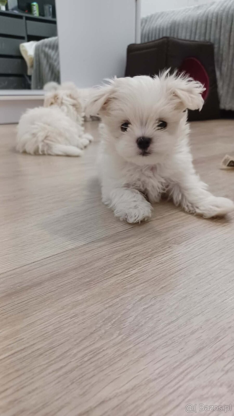 Maltańczyk Royal Maltese - 15