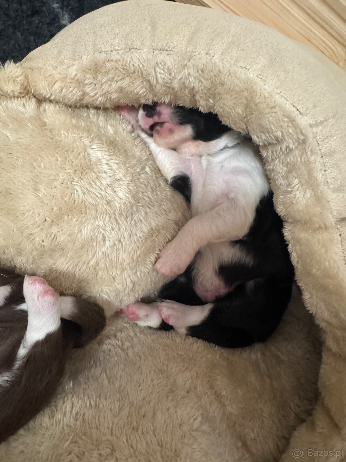 Border Collie z PP /FCI/ szczenięta - 15