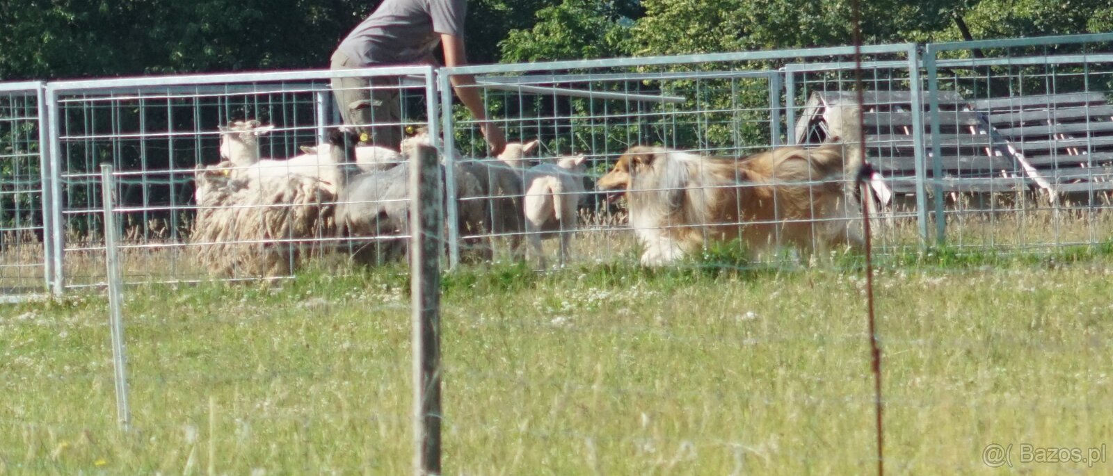 OWCZAREK SZKOCKI DŁUGOWŁOSY SUCZKA - 15