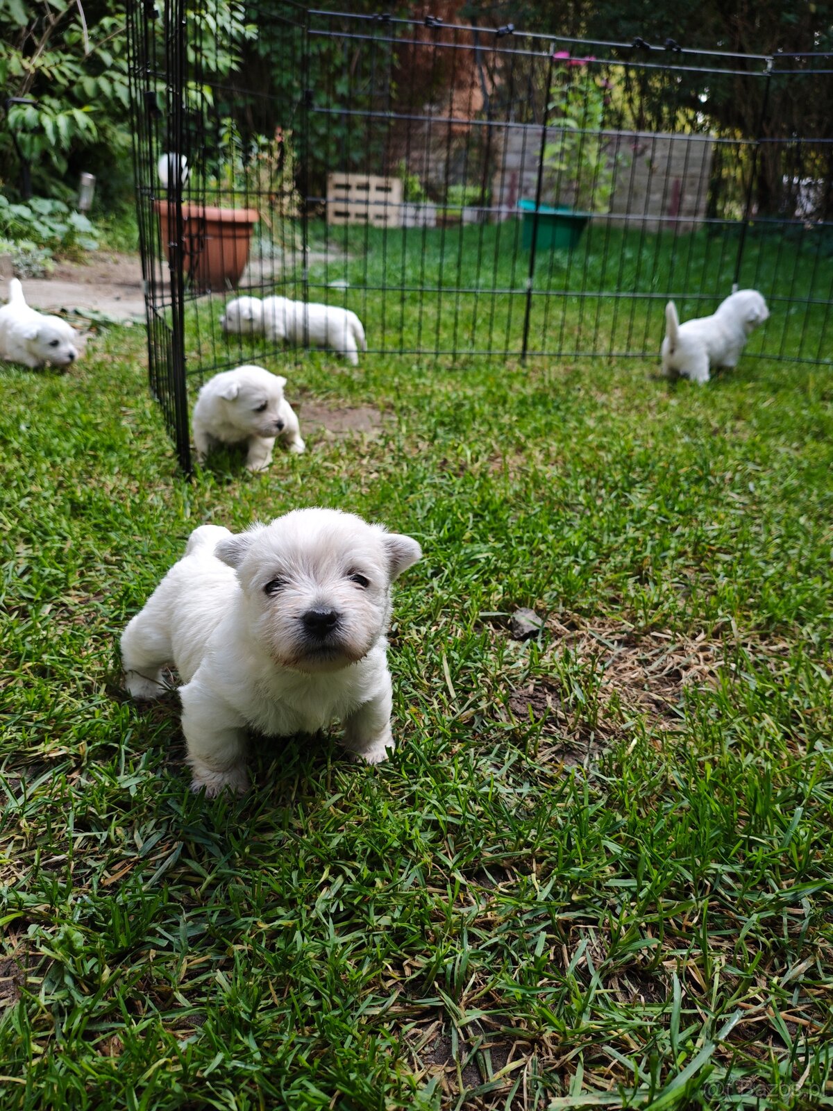 Szczenięta West Highland White Terrier - 15