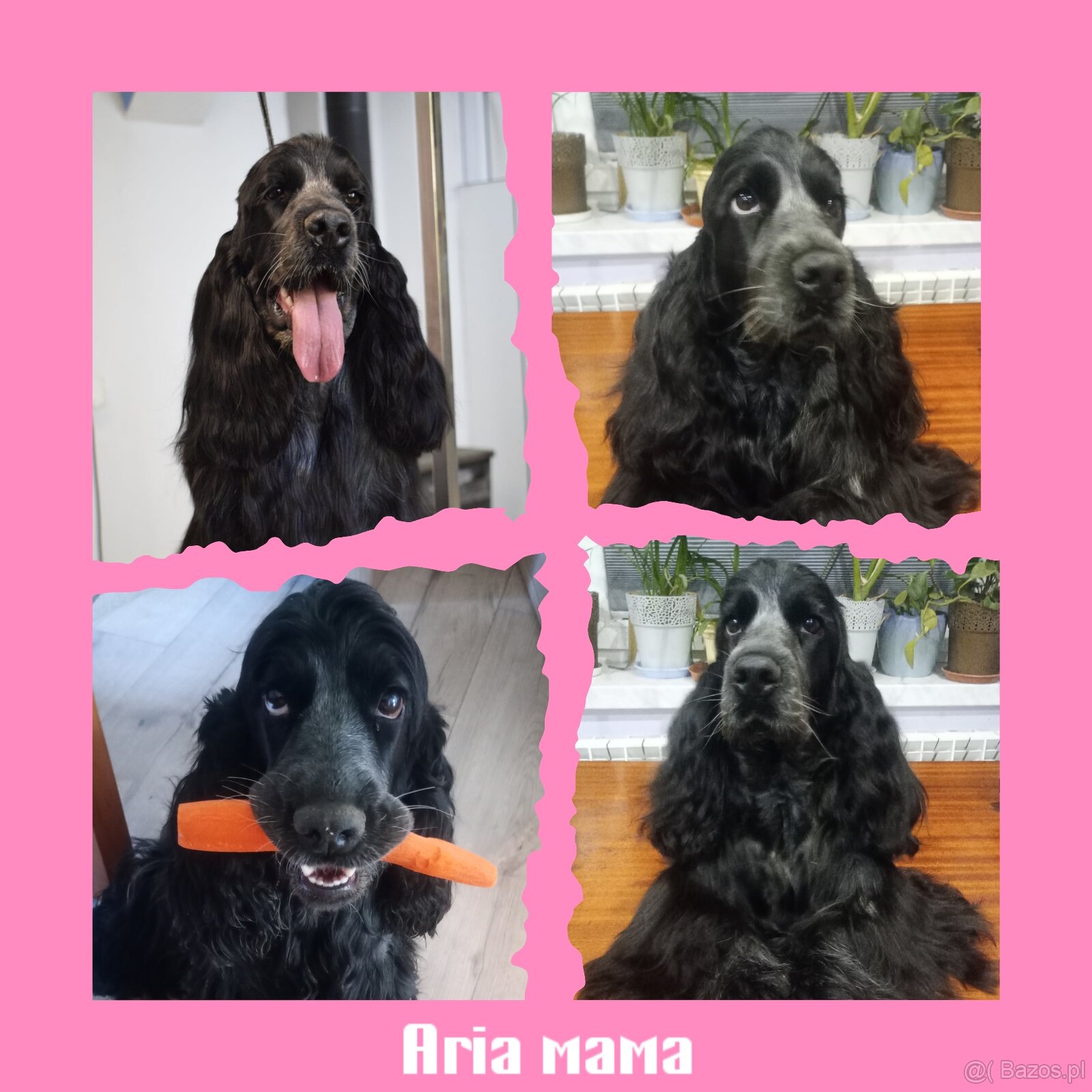 Cocker spaniel angielski - 15