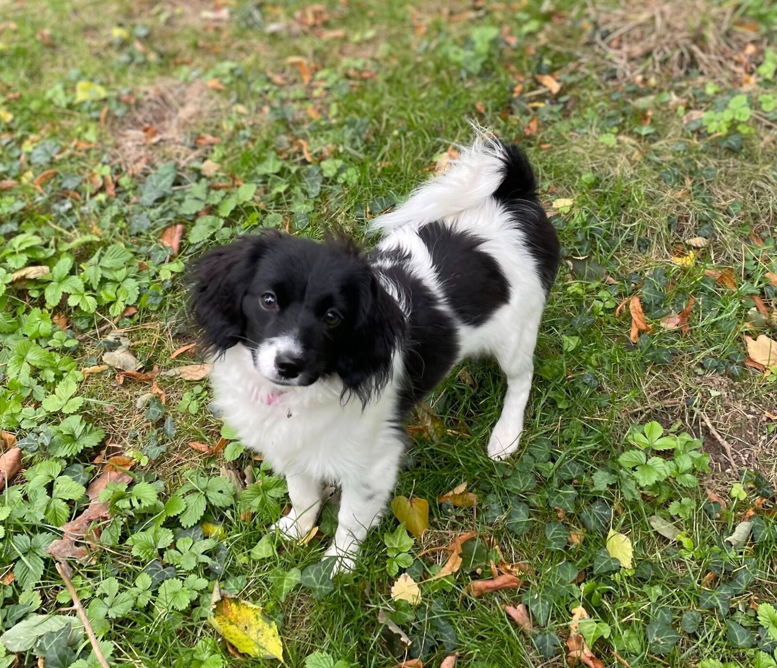 spaniel kontynentalny miniaturowy, phalene, nie papillon - 15