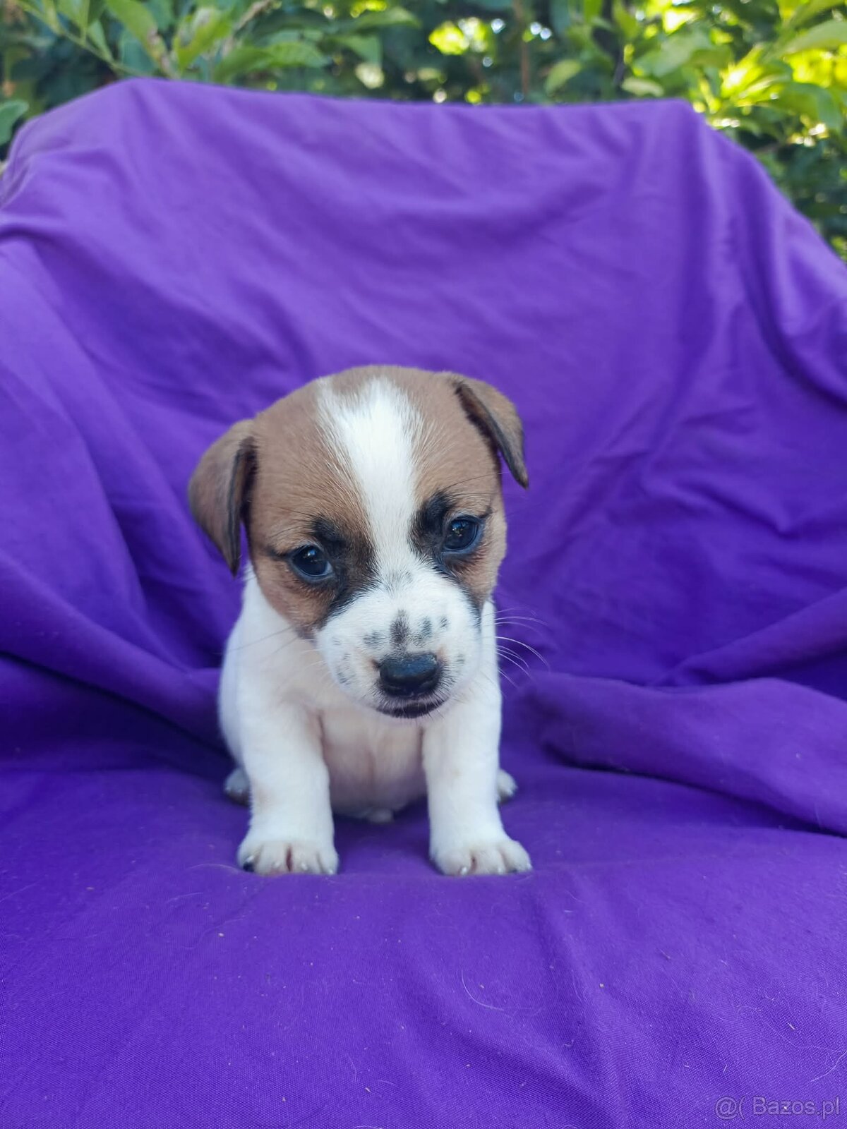Jack Russell terrier JRT rodzice FCI - 15