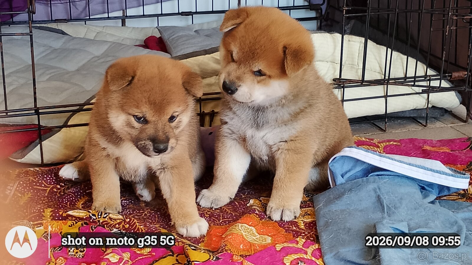 Dwoje szczeniąt Shiba Inu ur.07.08.2026r. - 15
