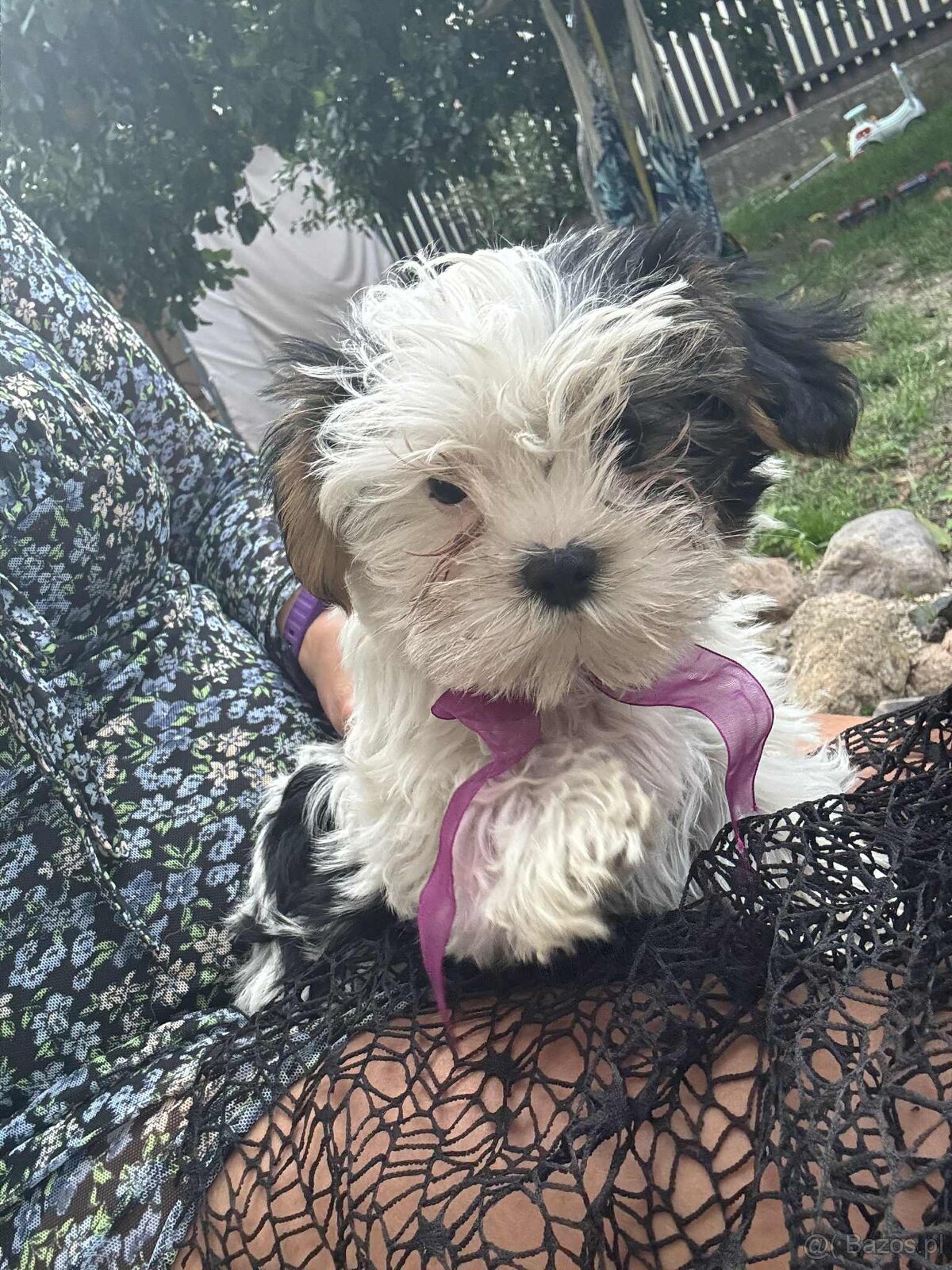 York terier średni - 15