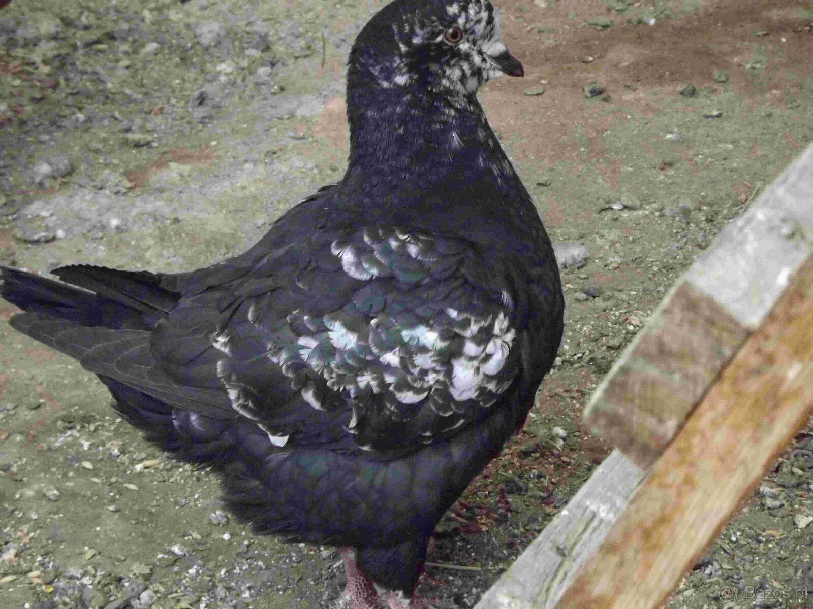 sprzedam gołębie - 15