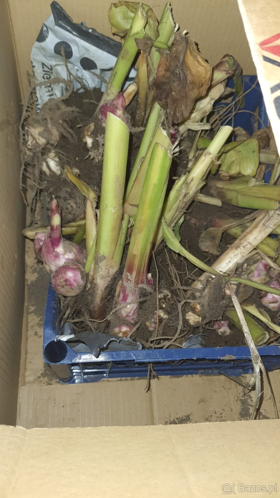 Kanny czerwone świeżo wykopane - 15